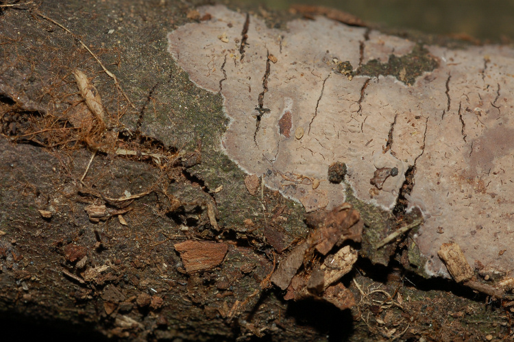 Peniophora cinerea (Persoon) Cooke